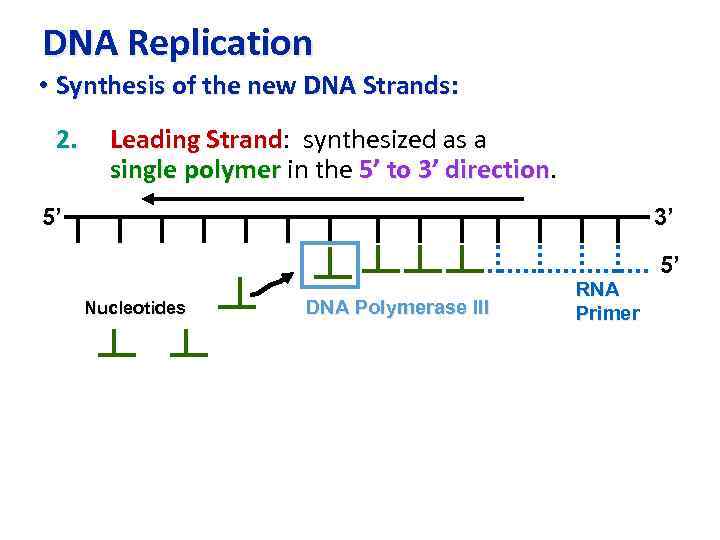 DNA Replication • Synthesis of the new DNA Strands: 2. Leading Strand: synthesized as