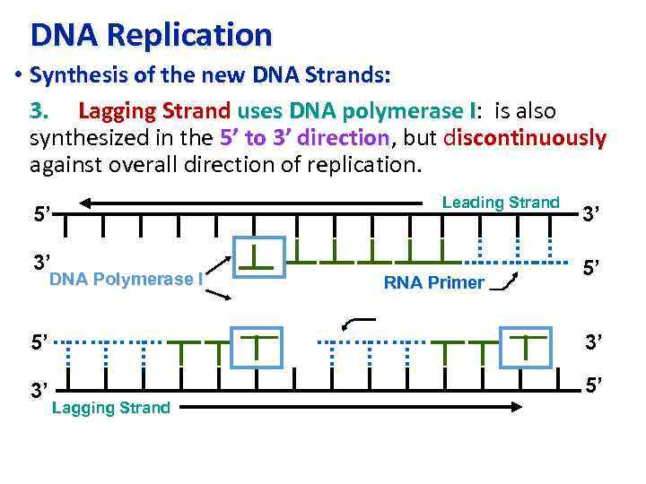 DNA Replication • Synthesis of the new DNA Strands: 3. Lagging Strand uses DNA