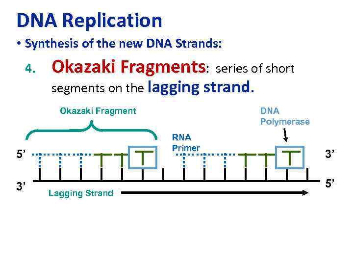 DNA Replication • Synthesis of the new DNA Strands: 4. Okazaki Fragments: series of