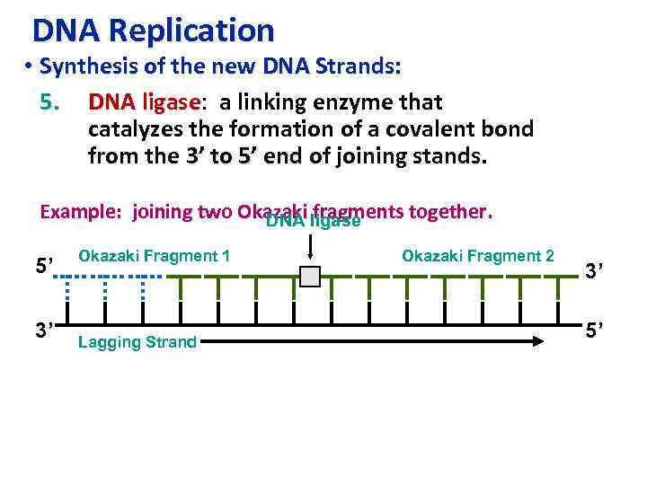 DNA Replication • Synthesis of the new DNA Strands: 5. DNA ligase: a linking