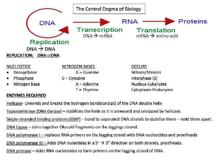 DNA m. RNA DNA m. RNA amino acid 