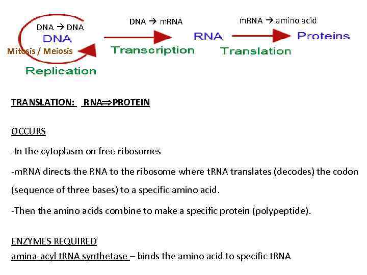 DNA m. RNA amino acid Mitosis / Meiosis TRANSLATION: RNA PROTEIN OCCURS -In the