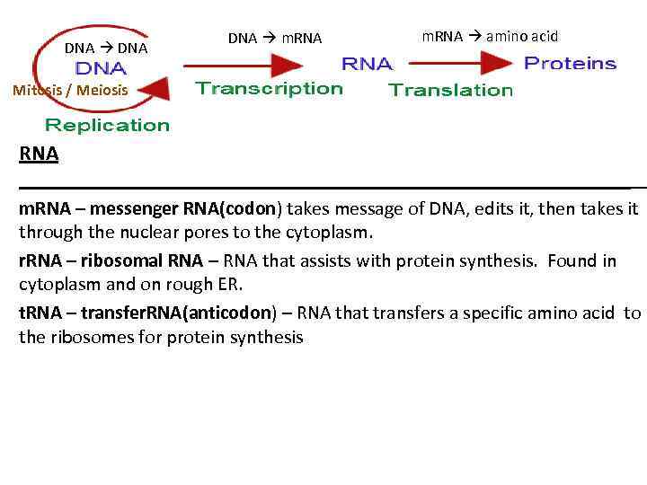 DNA m. RNA amino acid Mitosis / Meiosis RNA _____________________________ m. RNA – messenger