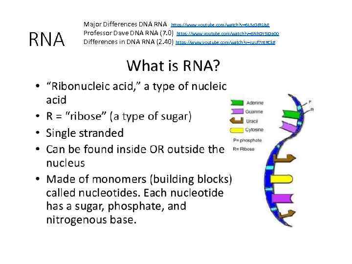 RNA Major Differences DNA RNA https: //www. youtube. com/watch? v=6 L 3 z. O