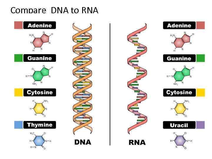 Compare DNA to RNA 