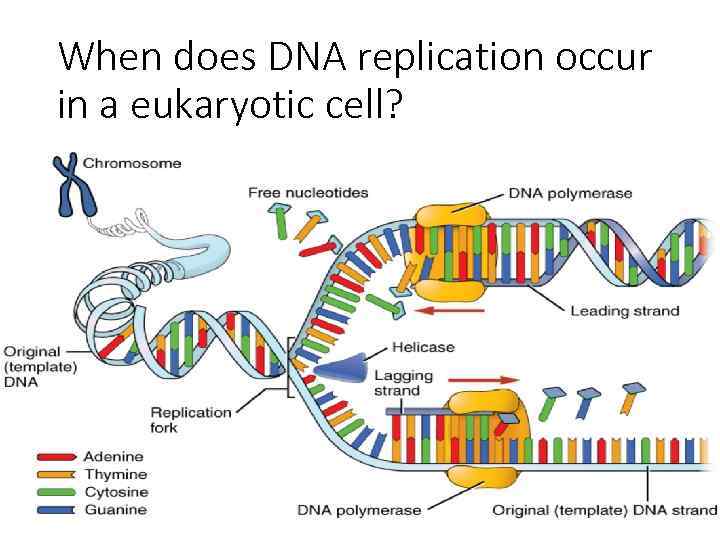 When does DNA replication occur in a eukaryotic cell? 