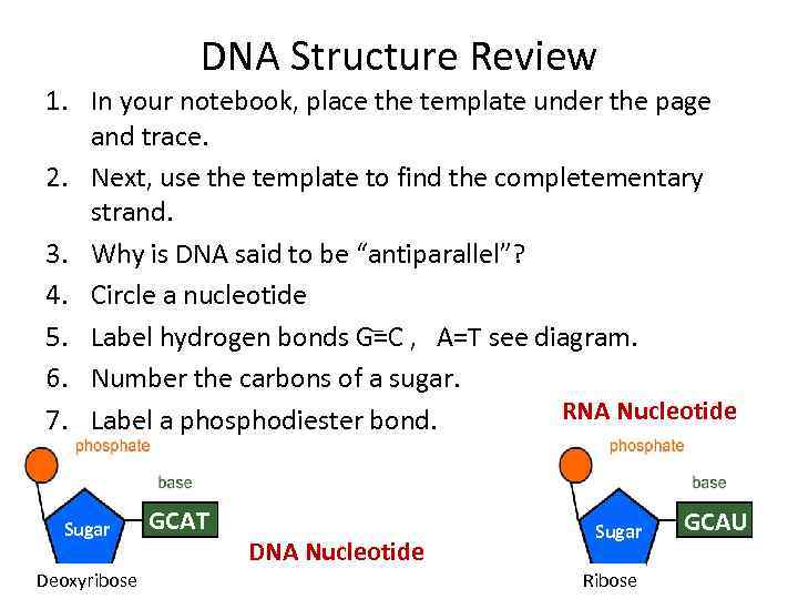 DNA Structure Review 1. In your notebook, place the template under the page and