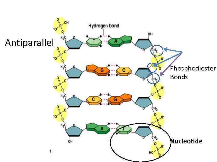 Antiparallel Phosphodiester Bonds Nucleotide 