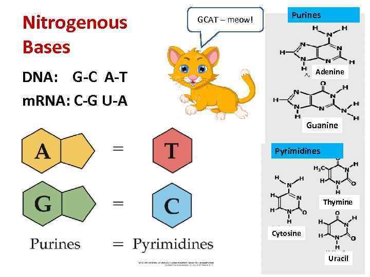 Nitrogenous Bases GCAT – meow! Purines DNA: G-C A-T m. RNA: C-G U-A Adenine