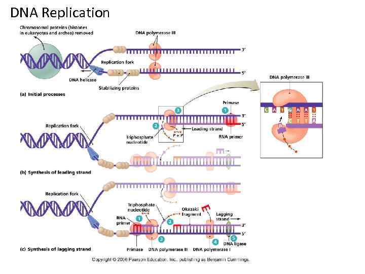 DNA Replication 