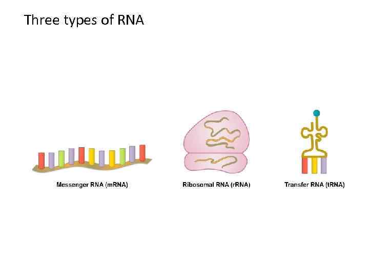 Three types of RNA 