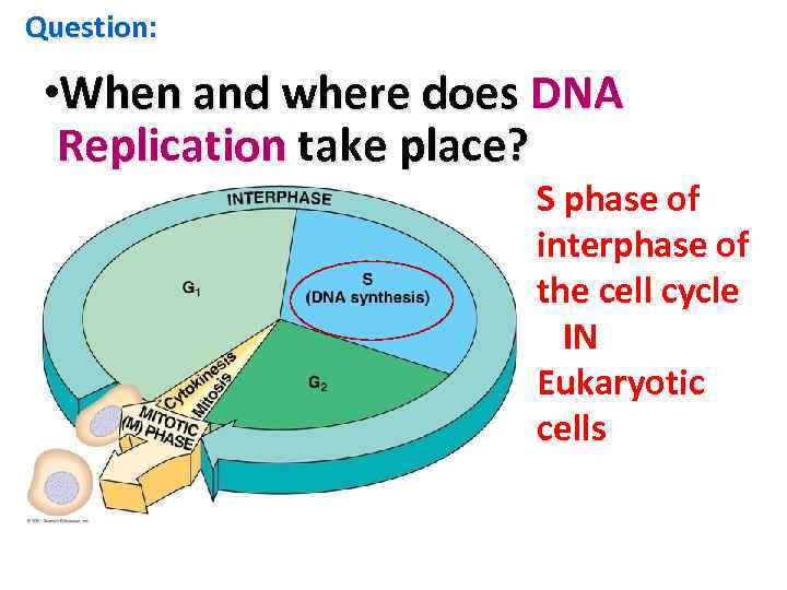 Question: • When and where does DNA Replication take place? S phase of interphase