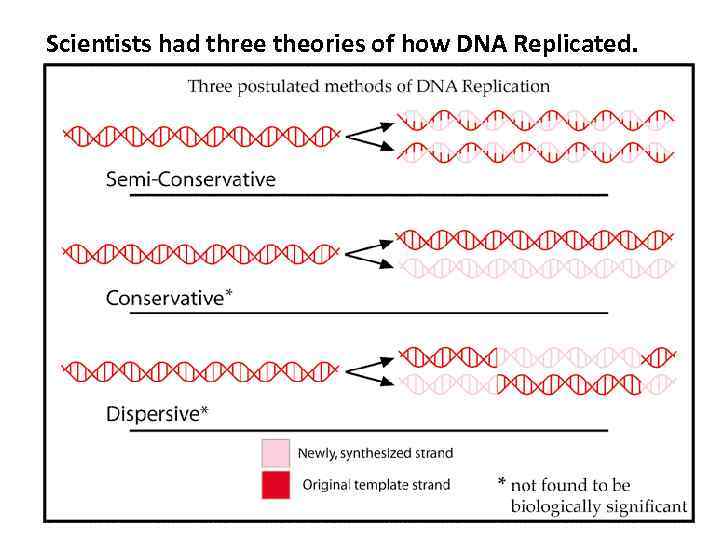 Scientists had three theories of how DNA Replicated. 