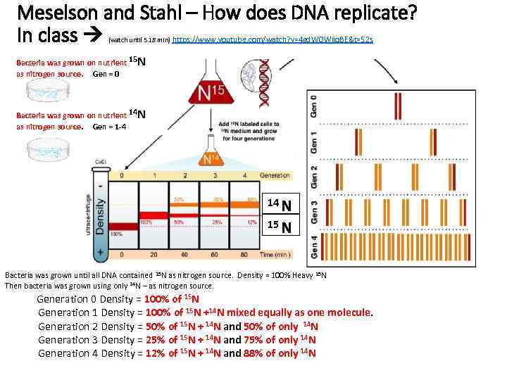 Meselson and Stahl – How does DNA replicate? In class (watch until 5. 18