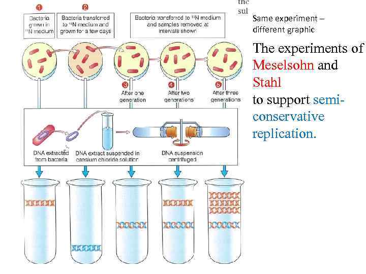 Same experiment – different graphic The experiments of Meselsohn and Stahl to support semiconservative