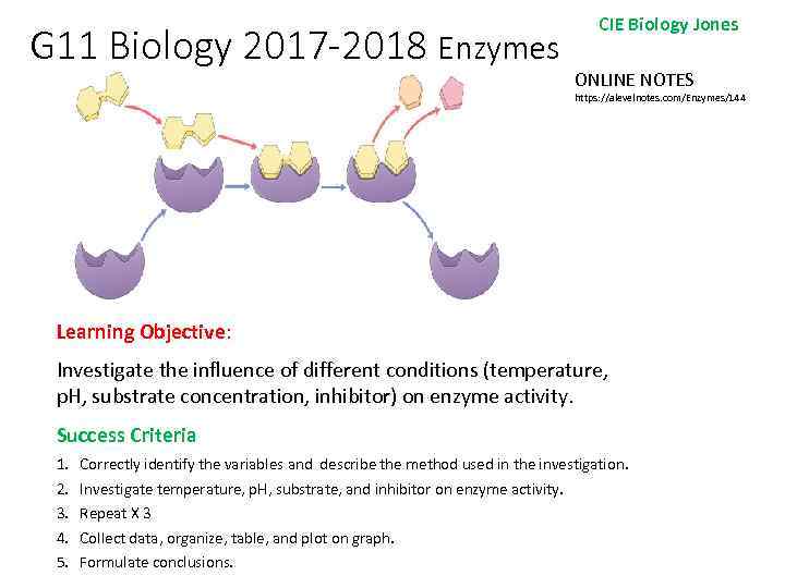 G 11 Biology 2017 -2018 Enzymes CIE Biology Jones ONLINE NOTES https: //alevelnotes. com/Enzymes/144