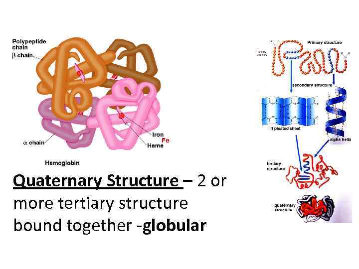 Quaternary Structure – 2 or more tertiary structure bound together -globular 