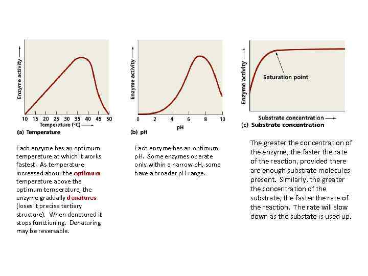 Each enzyme has an optimum temperature at which it works fastest. As temperature increased