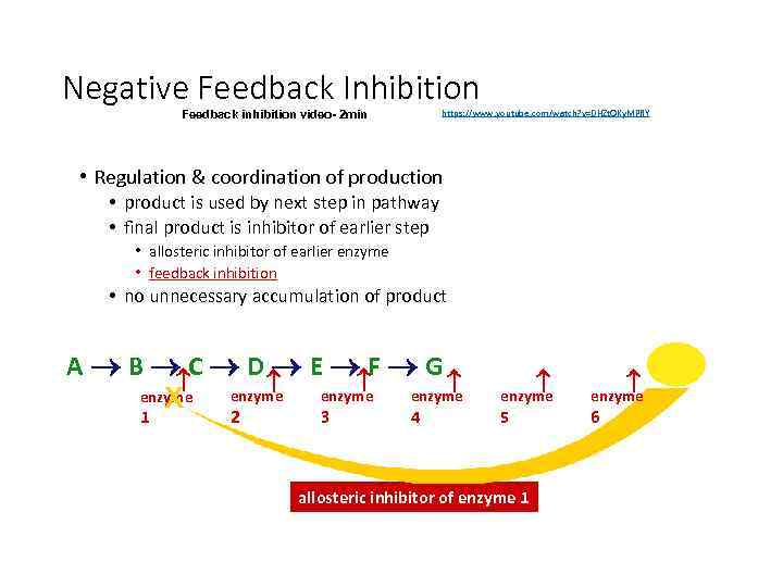 Negative Feedback Inhibition https: //www. youtube. com/watch? v=DHZt. OKy. MPRY Feedback inhibition video- 2