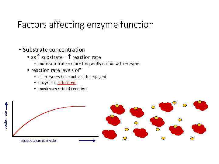 Factors affecting enzyme function • Substrate concentration • as substrate = reaction rate •