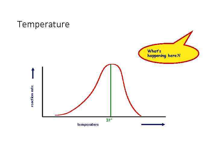 Temperature reaction rate What’s happening here? ! temperature 37° 