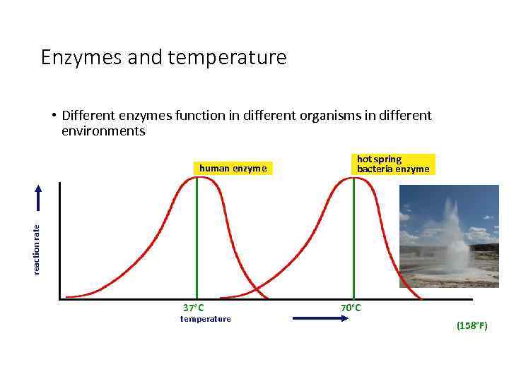 Enzymes and temperature • Different enzymes function in different organisms in different environments hot