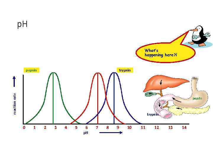 p. H What’s happening here? ! trypsin reaction rate pepsin trypsin 0 1 2