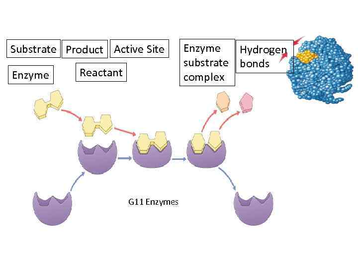 Substrate Product Active Site Enzyme Reactant Enzyme Hydrogen substrate bonds complex Enzymes G 11