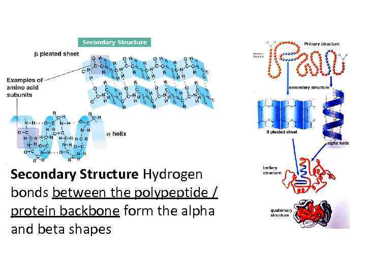 Secondary Structure Hydrogen bonds between the polypeptide / protein backbone form the alpha and