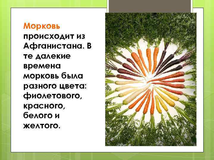 Морковь происходит из Афганистана. В те далекие времена морковь была разного цвета: фиолетового, красного,