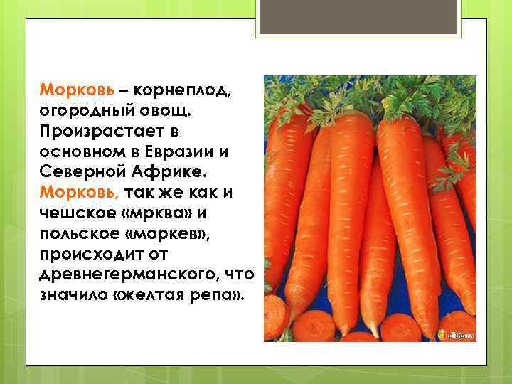 Класс растения морковь. Корнеплод моркови. Культурное растение морковь. Информация о морковке. Морковь это овощ или корнеплод.