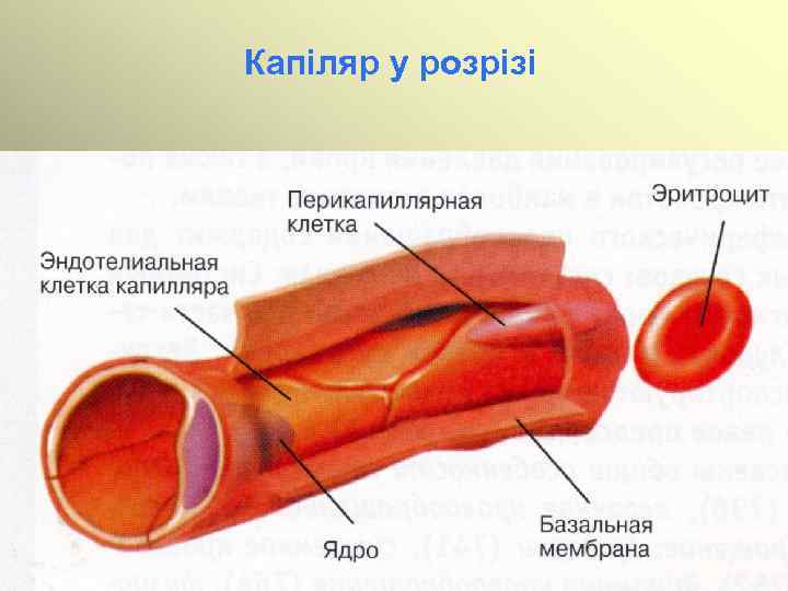 Капіляр у розрізі 