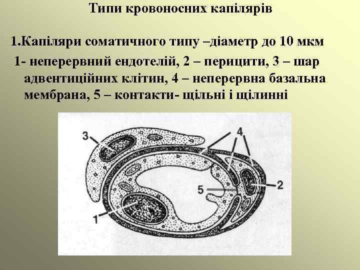 Типи кровоносних капілярів 1. Капіляри соматичного типу –діаметр до 10 мкм 1 - неперервний