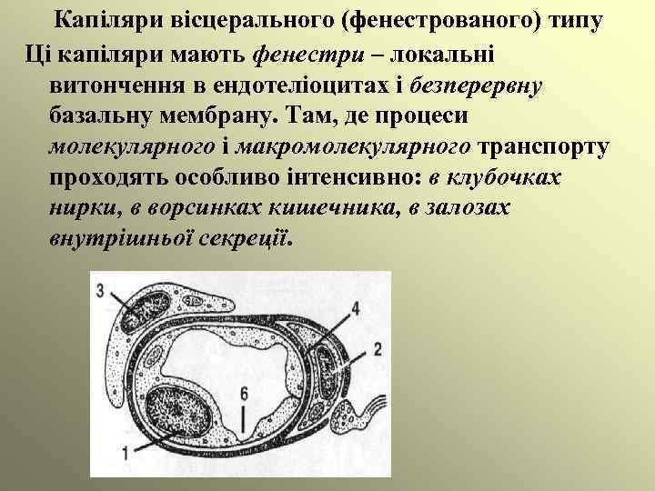 Капіляри вісцерального (фенестрованого) типу Ці капіляри мають фенестри – локальні витончення в ендотеліоцитах і