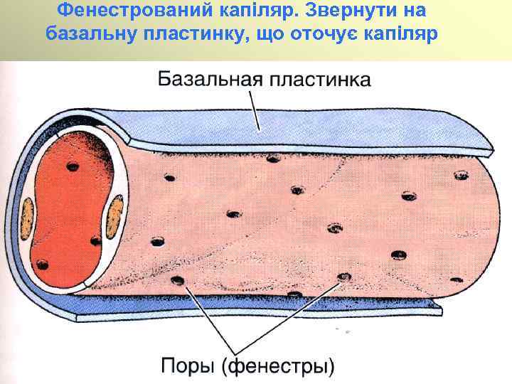 Фенестрований капіляр. Звернути на базальну пластинку, що оточує капіляр 