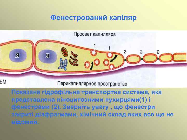 Фенестрований капіляр Показана гідрофільна транспортна система, яка представлена піноцитозними пухирцями(1) і фенестрами (2). Зверніть