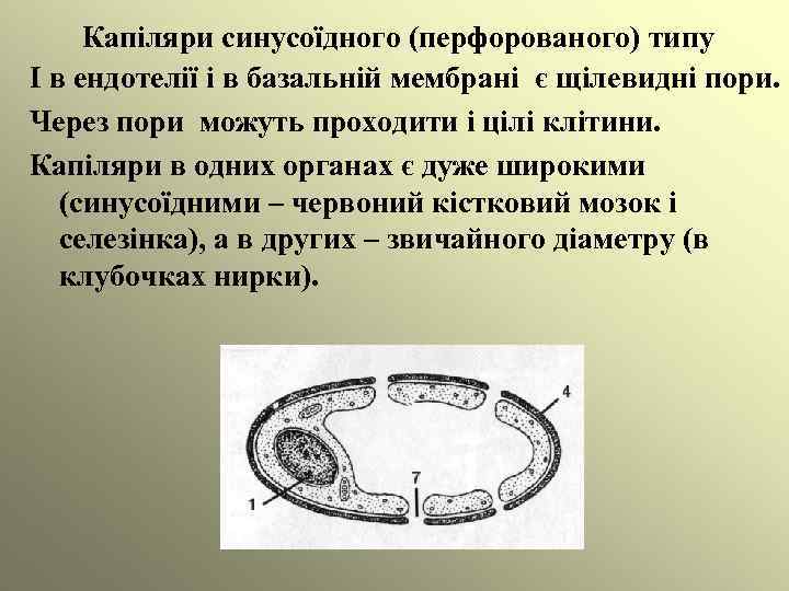 Капіляри синусоїдного (перфорованого) типу І в ендотелії і в базальній мембрані є щілевидні пори.