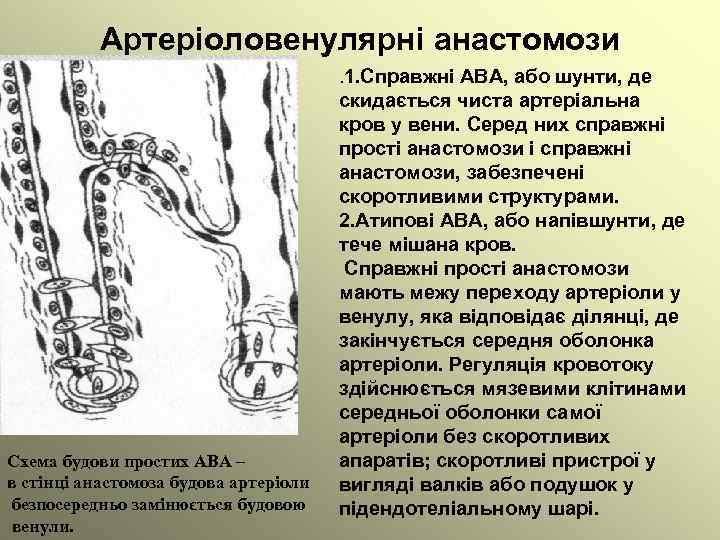 Артеріоловенулярні анастомози. 1. Справжні АВА, або шунти, де Схема будови простих АВА – в