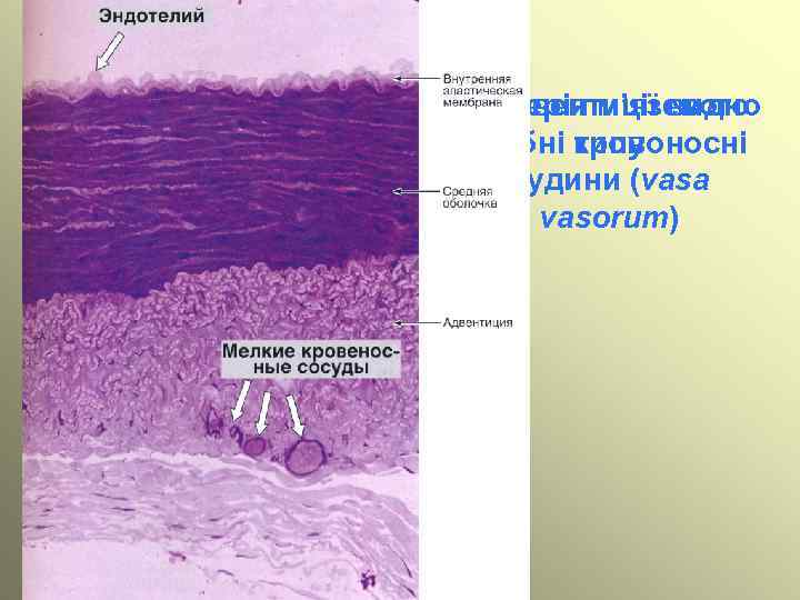 В адвентиції видно Артерія м’язевого дрібні кровоносні типу судини (vasa vasorum) 