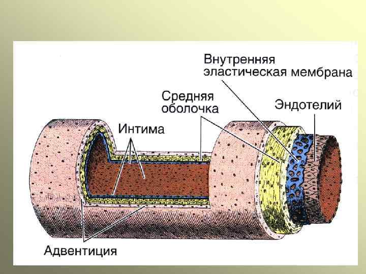 Артерія м’язевого типу 