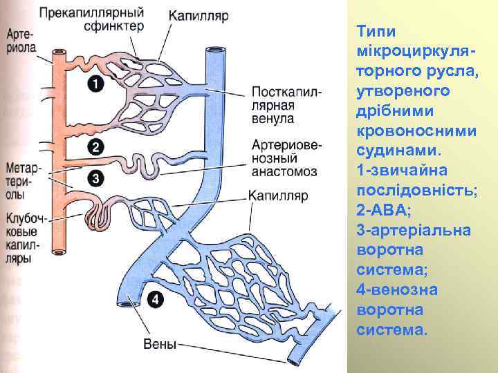 Типи мікроциркуляторного русла, утвореного дрібними кровоносними судинами. 1 -звичайна послідовність; 2 -АВА; 3 -артеріальна