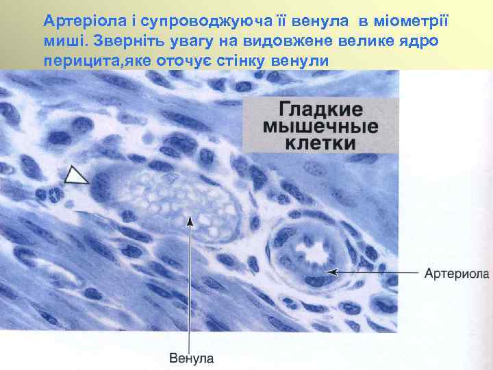 Артеріола і супроводжуюча її венула в міометрії миші. Зверніть увагу на видовжене велике ядро