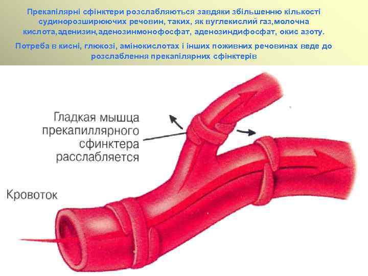 Прекапілярні сфінктери розслабляються завдяки збільшенню кількості судинорозширюючих речовин, таких, як вуглекислий газ, молочна кислота,