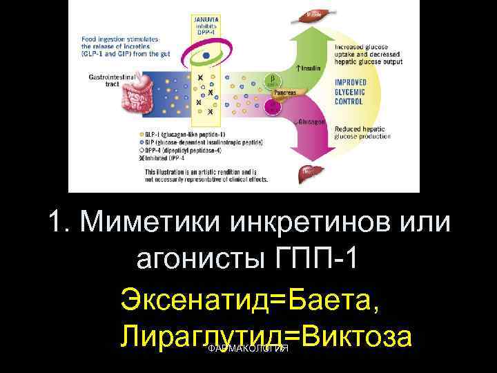 1. Миметики инкретинов или агонисты ГПП-1 Эксенатид=Баета, Лираглутид=Виктоза ФАРМАКОЛОГИЯ 