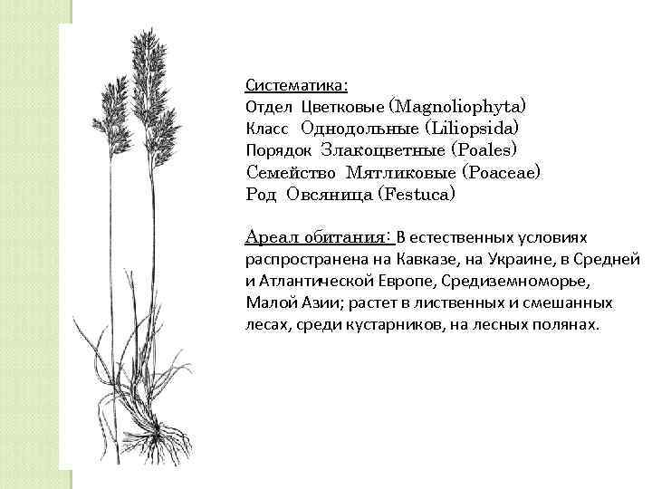 Систематика: Отдел Цветковые (Magnoliophyta) Класс Однодольные (Liliopsida) Порядок Злакоцветные (Poales) Семейство Мятликовые (Poaceae) Род