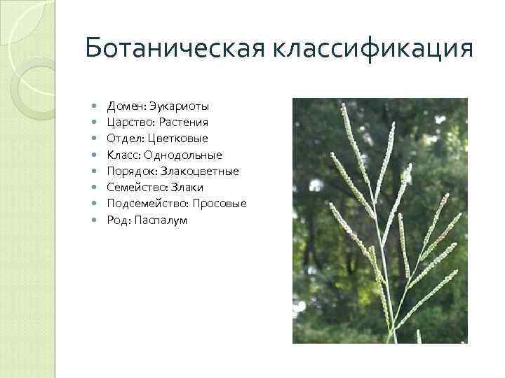 Ботаническая классификация Домен: Эукариоты Царство: Растения Отдел: Цветковые Класс: Однодольные Порядок: Злакоцветные Семейство: Злаки