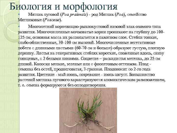 Биология и морфология Мятлик луговой (Poa pratensis) - род Мятлик (Poa), семейство Мятликовые (Poaceae).
