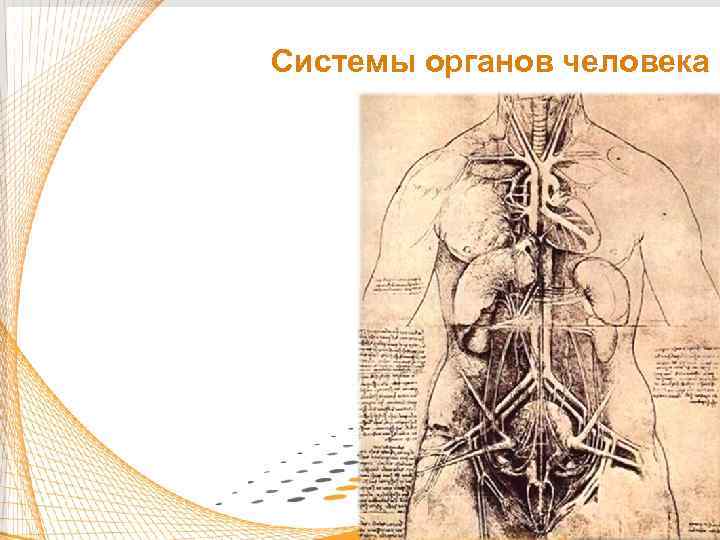Системы органов человека 