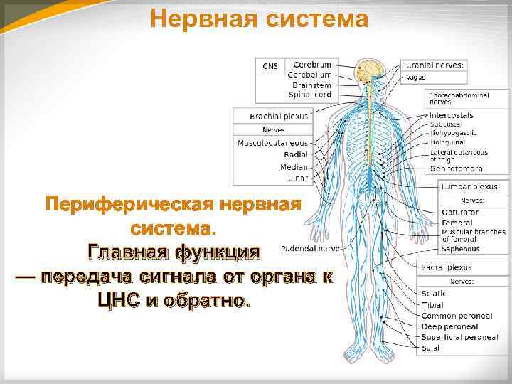 Центр периферическая нервной системы. Схема нервной системы человека Центральная и периферическая. Строение периферической нервная система человека анатомия. Структуры, относящиеся к периферической нервной системе. Нервная система человека схема периферическая.