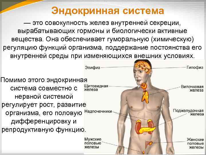 Эндокринная система — это совокупность желез внутренней секреции, вырабатывающих гормоны и биологически активные вещества.